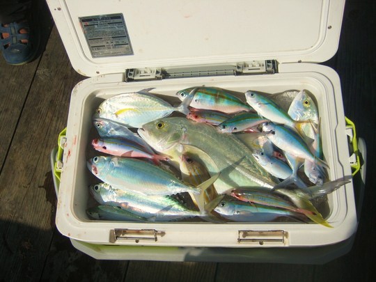 ¥«¥é¥Õ¥ë¤Êµû¤¬¤¤¤Ã¤Ñ¤¤Äà¤ì¤Þ¤·¤¿