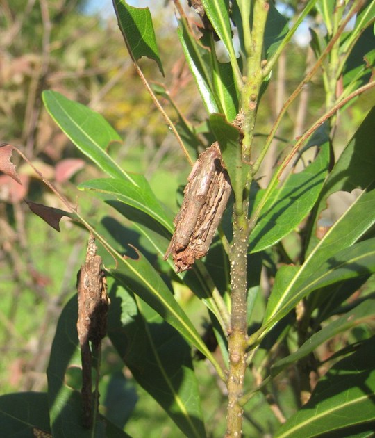 冬は、蓑虫になりたい?それとも…