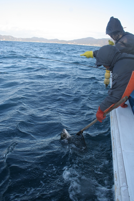 ¥Ï¥ê¥¹¤Ï£³¡Á£´¹æ¤Ç¤¹¤«¤é¼è¤ê¹þ¤ß¤â³Ú¤Ç¤¹