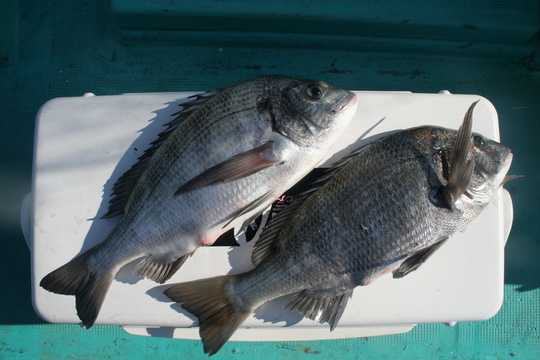 ¤¢¡Á¤¤¡£¤³¤ÎÆü¤Ï¥Á¥Ì¤¬£²É¤¤Ç¤·¤¿