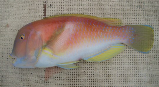 スズキ目ベラ亜目ベラ科タキベラ亜科イラ属のイラ。沖縄ではこの魚をことのほか珍重します