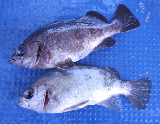 ¤³¤ó¤Ê¥Ç¥«¥á¥Ð¥ë¤¬£²É¤Äà¤ì¤Þ¤·¤¿