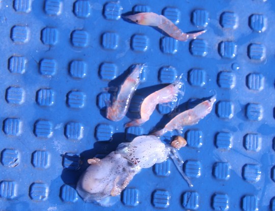 ¤½¤¤¤Ä¤é¤Î¸ý¤ÎÃæ¤«¤é½Ð¤Æ¤¤¿¤â¤Î¤Ã¤¬¡¢¤³¤ì¡ª