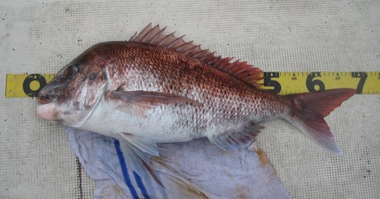 ぎり、70cmあるかどうかの大鯛です!