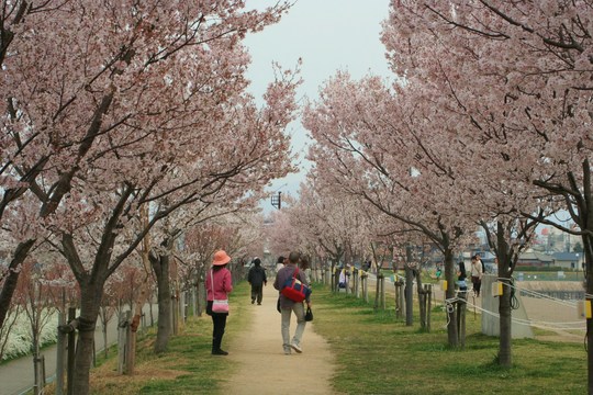 これが平成の通り抜けです。まだ、木は若いのですがすでにトンネルの雰囲気が出来あがっています