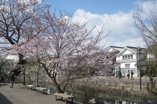 サクラが見ごろを迎えていました