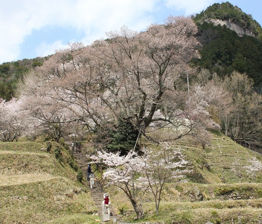 これが千年桜です。開花は4月下旬ということで、まだつぼみの状態でした