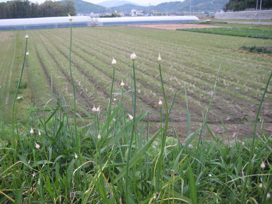 これが野蒜で〜す。小さなネギ坊主が目印