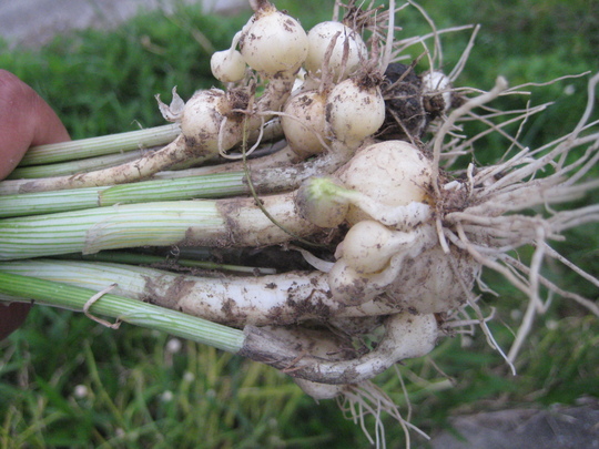 僅か10分ほどでこんなに採れました