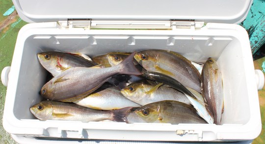 トフでは、食べごろサイズがそろいましたよ