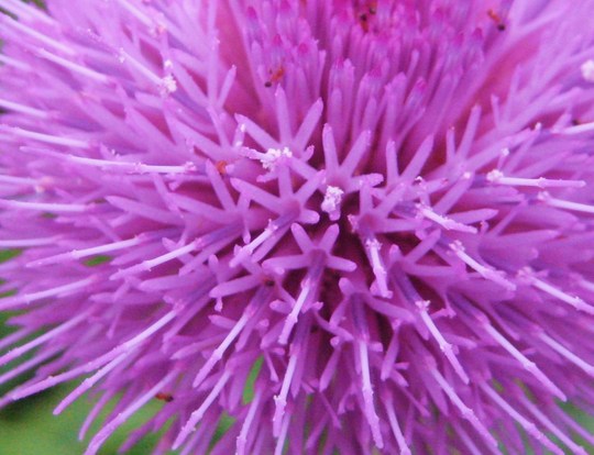 アップにすると管状花の集まりだと分かりますね