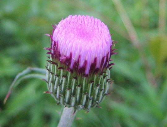 つぼみです。管状花がびっしり詰まっています