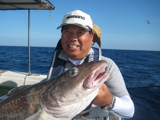 経ケ岬沖のマダラです。長さは1m弱、重さは約9kgでした。白子は無理ですが大きな肝は薄くスライスしたものをソテーして食べると美味しいそうです