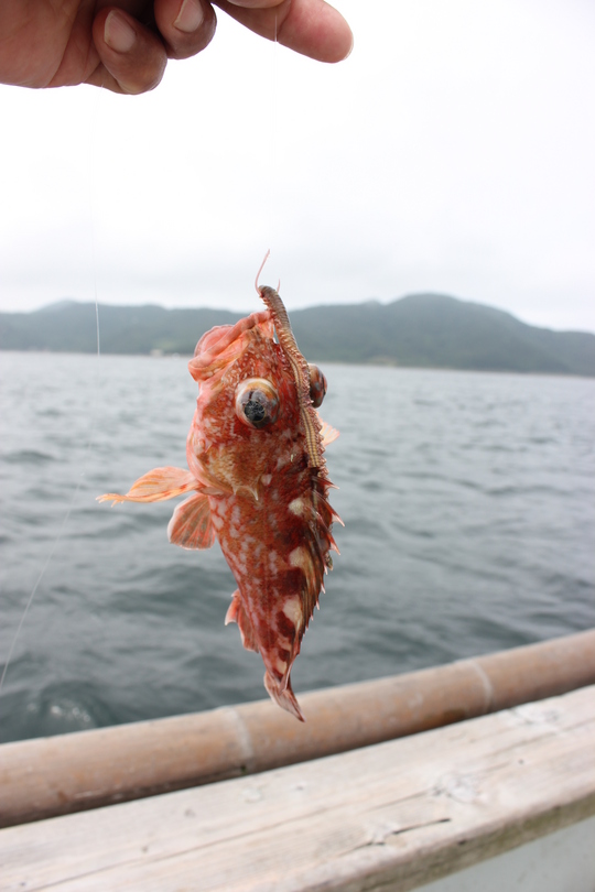 ¿¼¾ì¤Î¥¬¥·¥é¤Ï¿§Á¯¤ä¤«¤Ê¥¦¥Ã¥«¥ê¥«¥µ¥´