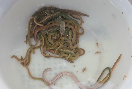 ¥Þ¥À¥¤¤Î¥¨¥µ¤ÏÀÄ¥¤¥½¥á¤Ç¤¹