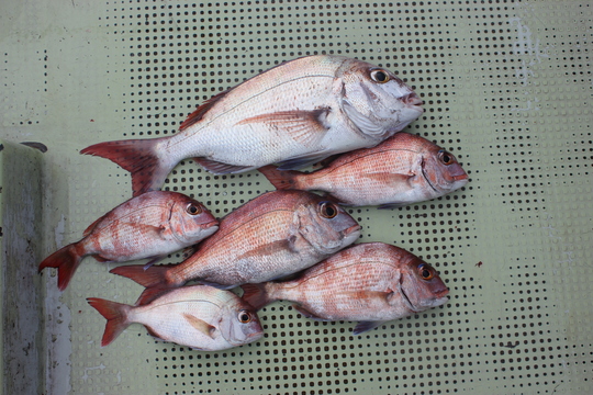 ¤³¤ÎÆü¤ÏÂç¾®¼è¤êº®¤¼¤Æ£¶É¤¤Ç¤·¤¿