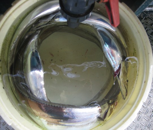 ¥¿¥Á¥¦¥ª¤¬ÎؤˤʤäƤ뤫¤é¡¢Í¾·×¤Ë¼ä¤·¤¯¸«¤¨¤ë¡©