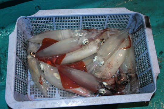 ¿ô¤Ç¤Ê¤«¤Ã¤¿¤±¤É¡¢·¿¤Ï¤Þ¤¢¤Þ¤¢