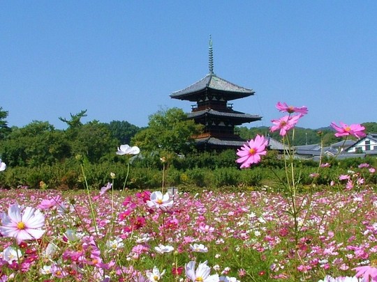 法起寺とその周りにある休耕田に植えられたコスモスたち。アマチュアカメラマンも大勢つめかけていました