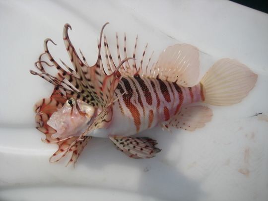 和歌山県由良町の白崎沖で釣りあげられたミノカサゴです。釣りあげた直後は奇麗なピンク色でしたが、死ぬとどす黒い紅色に変身してしまいました