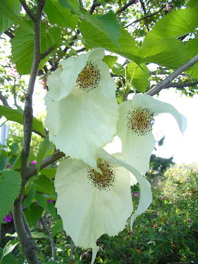 これがハンカチの木の花です。清楚で雰囲気のいい花ですね