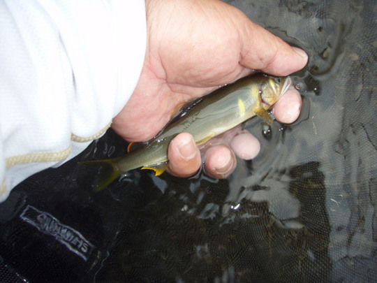 こんな鮎が多かったです。いいシーズンでありますように
