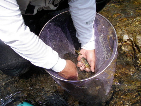 難を乗り越えた貴重な鮎、かかってくれてありがとう